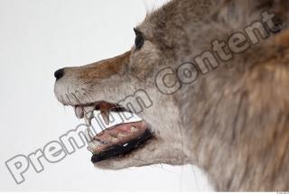 Wolf head photo reference 0010